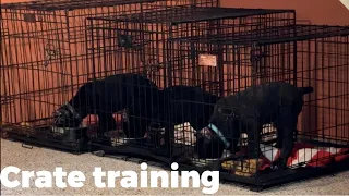CANE CORSO puppies CRATE training 🧟‍♀️🔐 #canecorso #dogtraining #dog