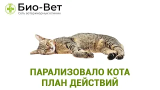 Парализовало Кота 🙀 - План действий // Сеть Ветклиник БИО-ВЕТ