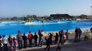 Dolphin show in Friguia Park Tunisia