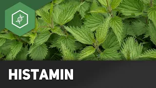 Histamin