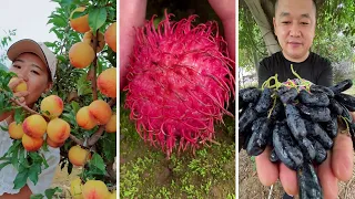 Farm Fresh Ninja Fruit Cutting | Oddly Satisfying Fruit Ninja #16