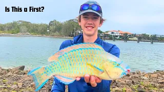 Sunshine Coast Canal Fishing | PARROT FISH!