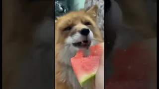 fox eats watermelon. Лиса ест арбуз#funnyshorts #funnyvideo #animals #fox #funny