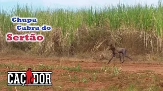 Chupa Cabra do Cerrado