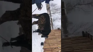 Сегодня забой ⛏ 3 бычка это 2 рой