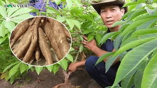 Nông Dân Tây Ninh Chỉ Cách Canh Tác Thông Minh Trên Giống Khoai Mì Kháng Khảm | Báo Dân Việt