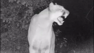 Mountain Lion Screams! Two Cougars Calling Out To Each Other And Striking Up A Courtship