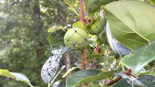 Update 7/14/21: Baby persimmon tree is doing great with 4 persimmons