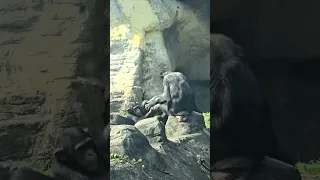 黑猩猩Chimpanzee/Taipei Zoo