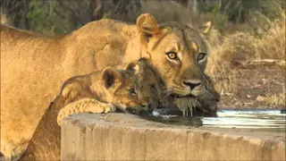 New lion cubs in the pride