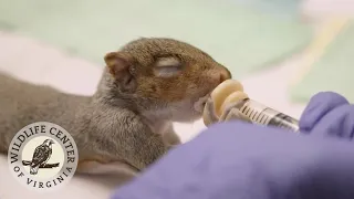 Feeding a BABY SQUIRREL!