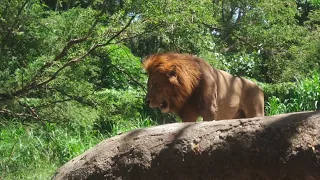 #lions #alpha