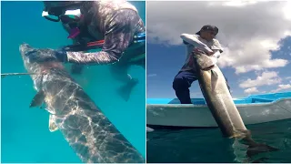 Spearfishing disarang ikan Barracuda Monster sampai mata panah 8mm bengkok