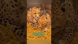 Heartwarming cheetah #shortvideo #rescue #animals #leopard #healing #shorts