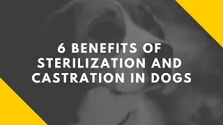 6 Benefits of Sterilization and Castration in Dogs