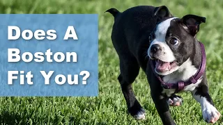 This Test Will Reveal If A Boston Terrier Is Right For You!