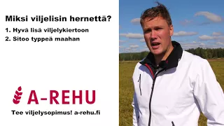 Herneen viljelyvinkit