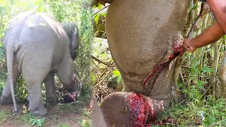 Abscess Popped from Elephant's Leg ,Timely Treatment from Kind Humans Made Him Live Again