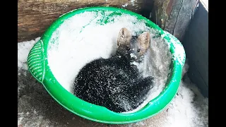 Russian sable plays and bathes in the snow.