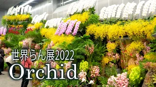 【4K Orchid】Japan Grand Prix International Orchid and Flower Show 2022.#世界らん展2022　#4K #Orchid