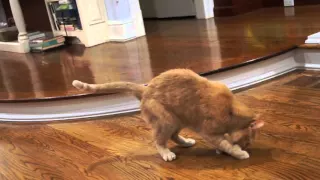 Pouncing Techniques by Wilbur & Otis