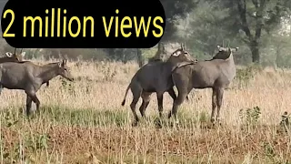 #17 Nilgai have more excitement why