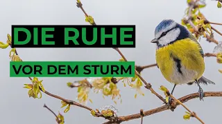 Spechte, Meisen und Stare - Vogelstimmen in der Streuobstwiese