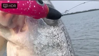 Miko Lures Electric “Rooster” slams Redfish