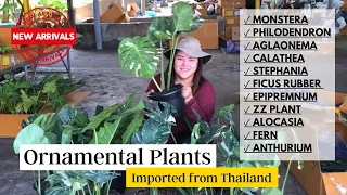 BAGONG DATING NA ORNAMENTAL PLANTS! Monstera Thai Con, Paraiso Verde, Golden Dragon and many more!!!