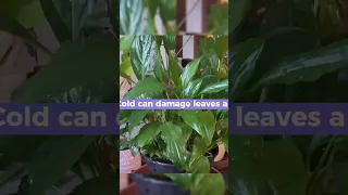 SHORT | Reason for black leaves
