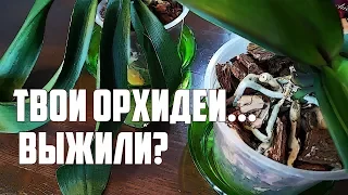 Орхидеи после пересадки. Живы или загубила? Часть 2. Orchids. Phalaenopsis