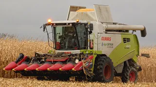 KUKURYDZA NA ZIARNO 2021 W GR. SOŁTYSZEWSKI🔥14T/HA🔥CLAAS & VOLVO