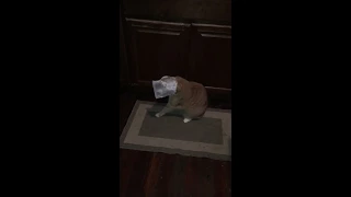 Bert The Cat vs Wax Paper Bag ...wait for it...