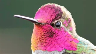 10 Most Beautiful Hummingbirds in the World