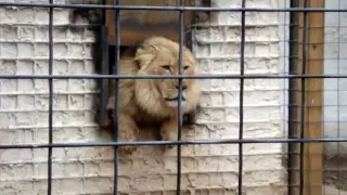 lion hates people