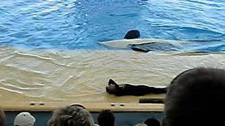 Loro park-Orka show