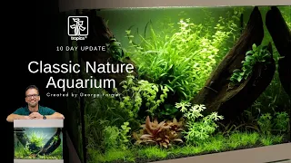 Classic nature aquarium | 10 day after planting