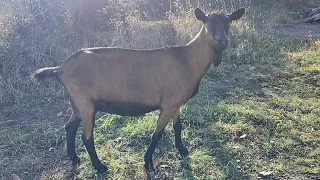 Уход за козой в период беременности