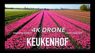 KEUKENHOF AMSTERDAM Drone Aerial 4K AMAZING FLOWER FIELDS