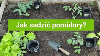 Jak sadzić pomidory?