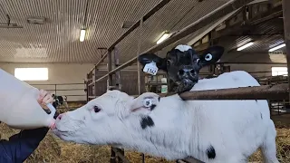 Feeding Adorable Calves: 3 and 5 Days Old. Кормление очаровательных телят. Работа на ферме в Канаде