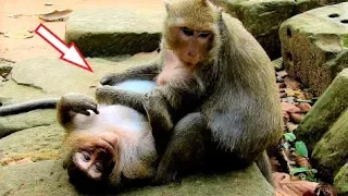 Best Watch! Dana Groom Clever Monkey Sweet Pea, Very Love & Funny Action,