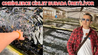 ONBİNLERCE CİKLET BURADA ÜRETİLİYOR, akvaryum balıkları