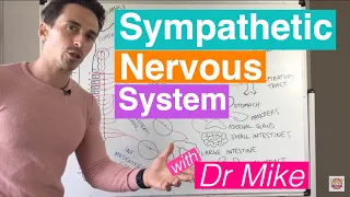 Sympathetic Nervous System