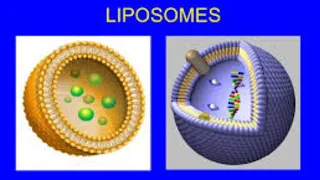 Liposomal Drug Delivery System