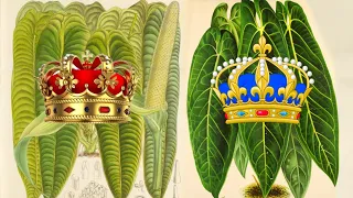 A History & Care Guide On Anthurium Royalty | Veitchii, Warocqueanum