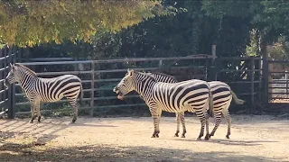 얼룩말 Zebra