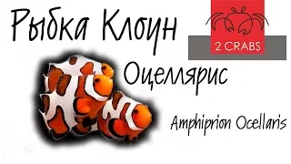 Рыбка Клоун Оцеллярис. Amphiprion Ocellaris.