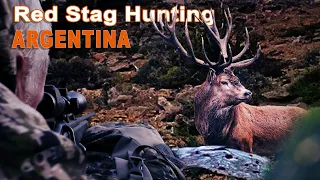 Red Stag Hunting in Argentina// Chasse du Cerf en Argentine // 2022