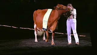 PARADE OF CHAMPIONS: SUPREME CHAMPION OF THE JUNIOR SHOW